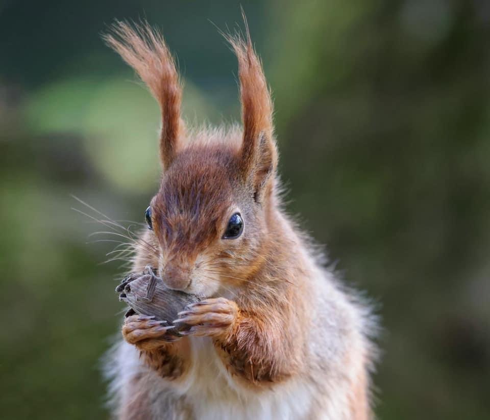 Red squirrel 